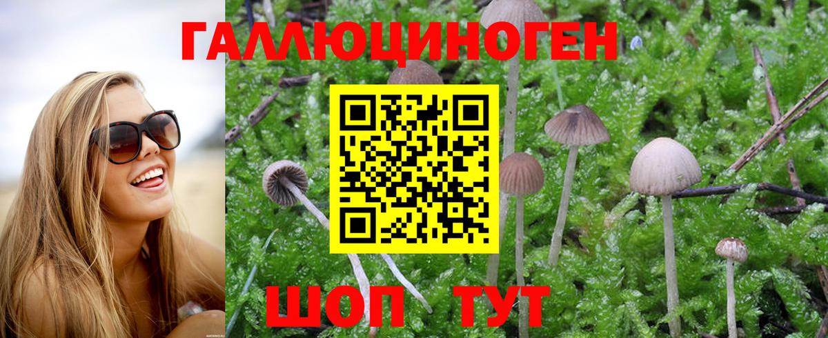 Псилоцибиновые грибы GOLDEN TEACHER Анжеро-Судженск